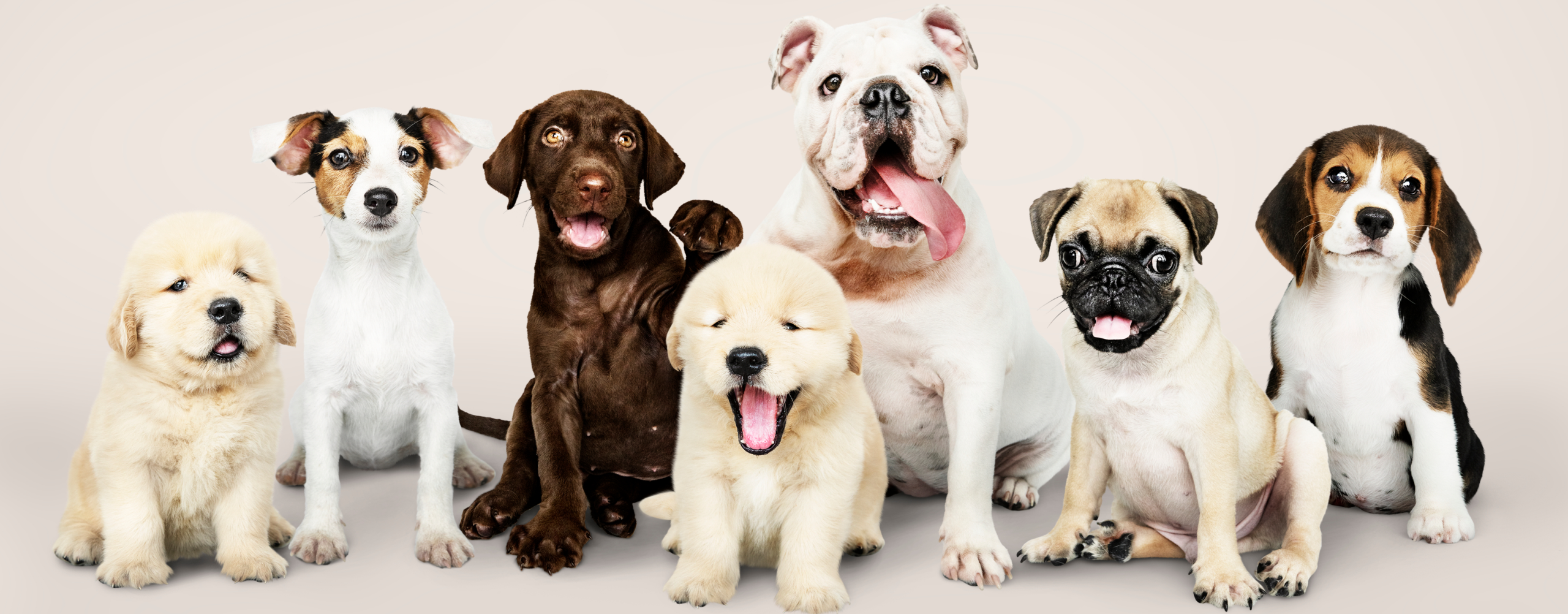 Dog breeds