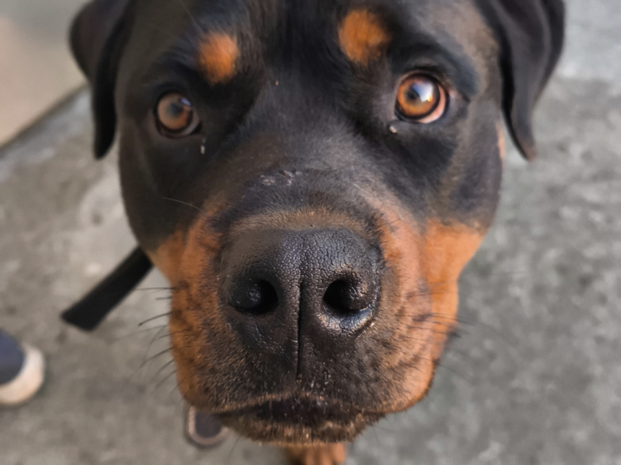 Murphy needs a home 1