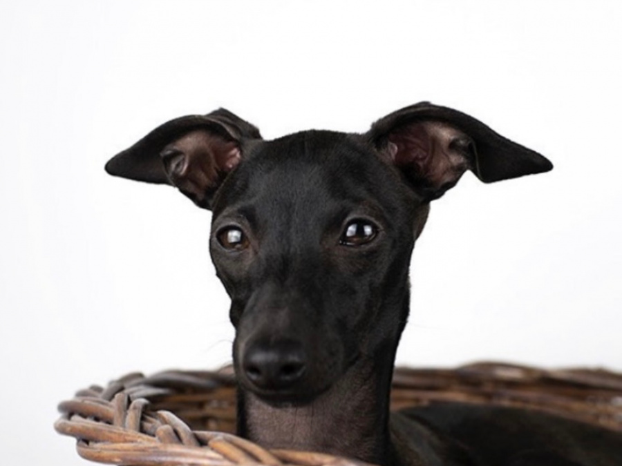 TINY ITALIAN GREYHOUNDS❤️❤️❤️❤️ 2