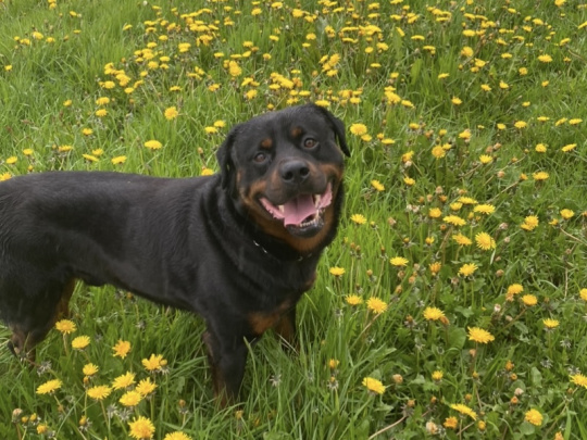 Rottweiler Boy
