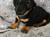 Miniature Daschunds 2