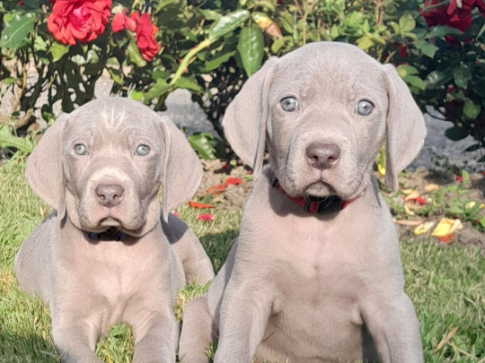 Adorable Weimaraner Puppies