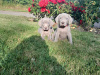 Adorable Weimaraner Puppies 2