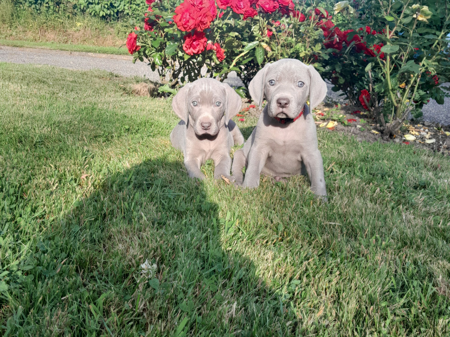 Adorable Weimaraner Puppies 2