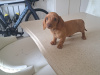 Miniature Dachshund puppy 1