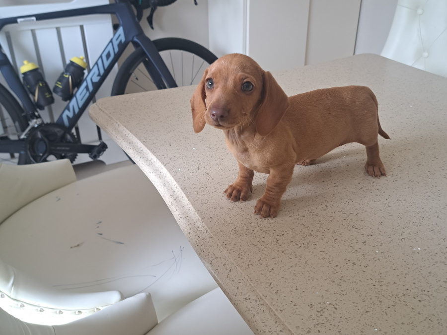 Miniature Dachshund puppy 1