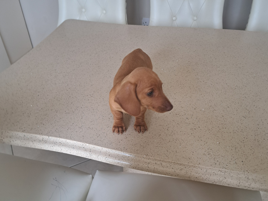 Miniature Dachshund puppy 2
