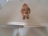 Miniature Dachshund puppy 3