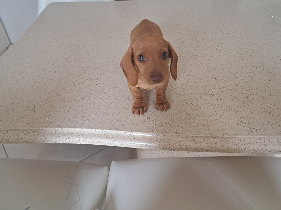Miniature Dachshund puppy 3