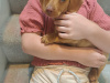 Miniature Dachshund puppy 4