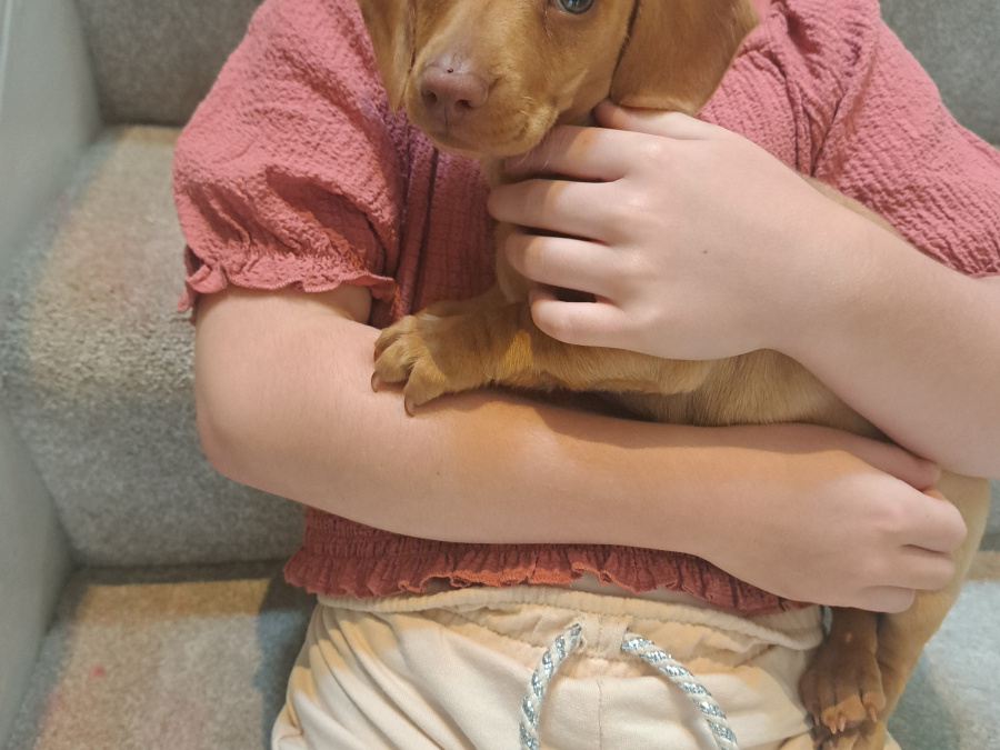 Miniature Dachshund puppy 4