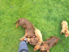 Miniature Dachshund puppy 5