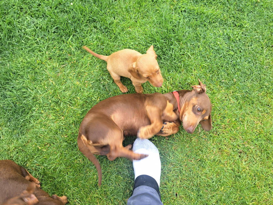 Miniature Dachshund puppy 6