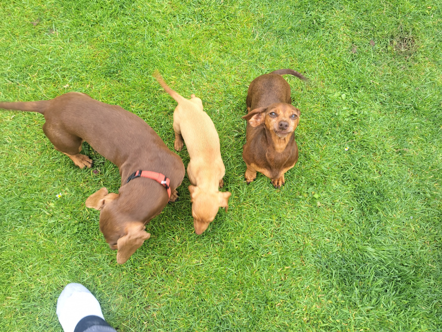 Miniature Dachshund puppy 7