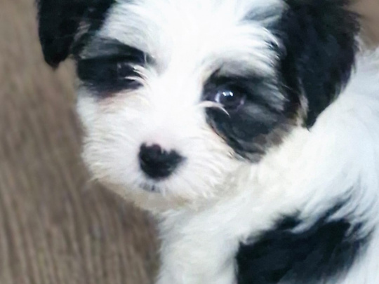 Stunning Maltese mix puppies