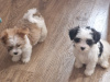 Stunning Maltese mix puppies 2