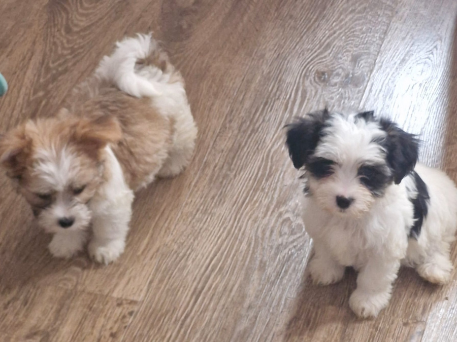 Stunning Maltese mix puppies 2
