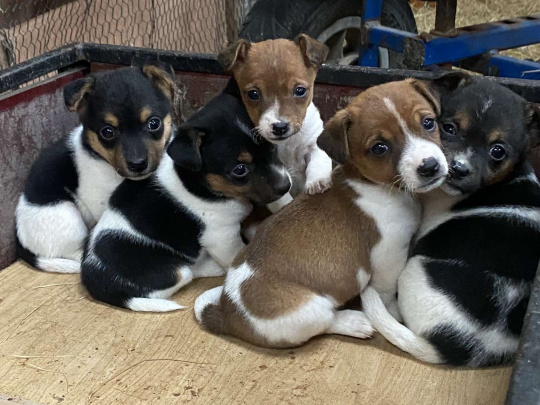 Minature Jack Russel Puppies for dale