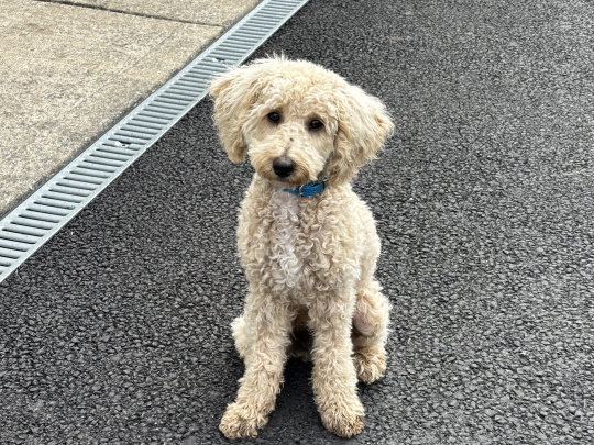 Toby the poochon 🐶💙