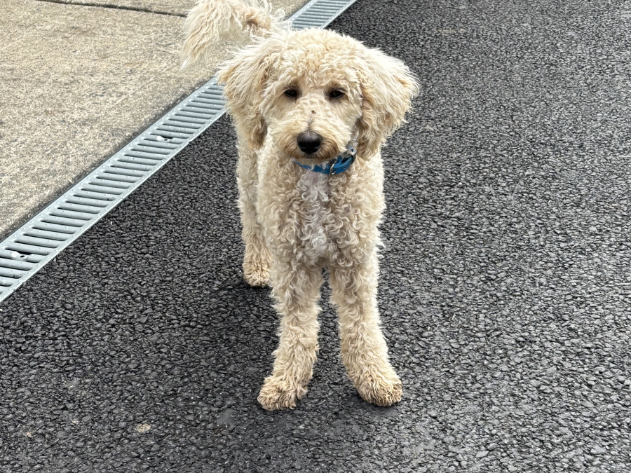 Toby the poochon 🐶💙 2