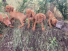 Vizsla ikc registered pups 1