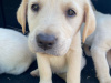 Beautiful female Labrador pup 2