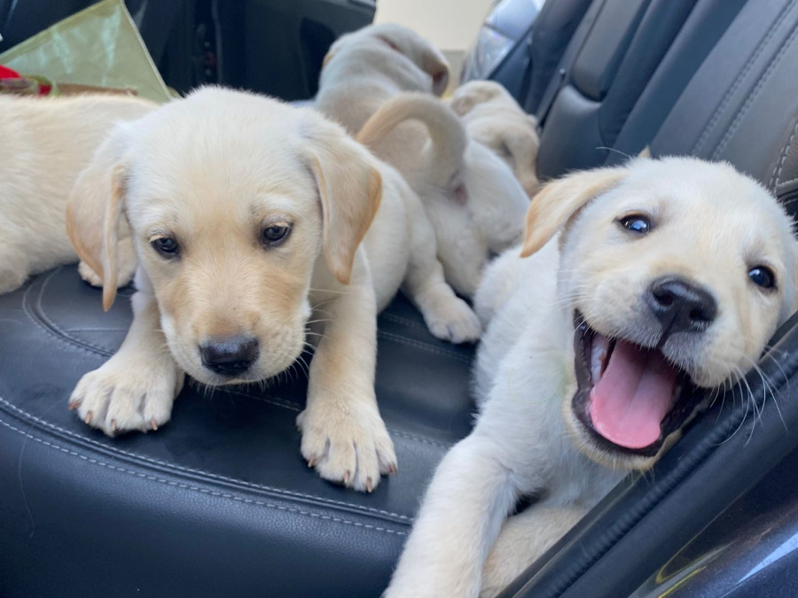 Beautiful female Labrador pup 3
