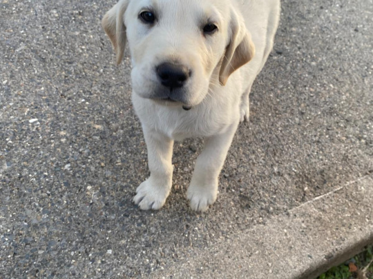 Beautiful female Labrador pup