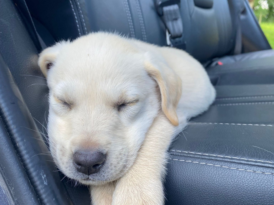 Beautiful female Labrador pup 5