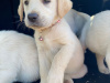 Beautiful female Labrador pup 4