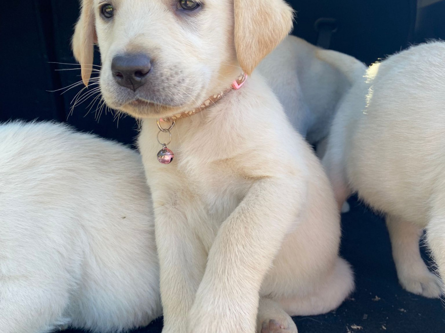 Beautiful female Labrador pup 4