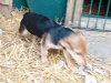 Black and tan puppy 3