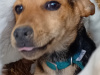 Black and tan puppy 1