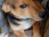 Black and tan puppy 2