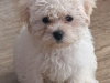 Stunning little snowy fully Vaccinated 1