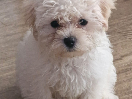 Stunning little snowy fully Vaccinated