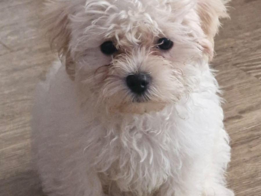 Stunning little snowy fully Vaccinated 1