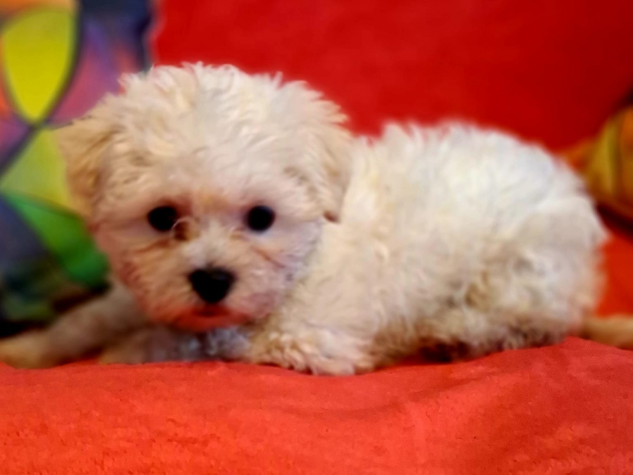 Stunning little snowy fully Vaccinated 2