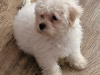 Stunning little snowy fully Vaccinated 3