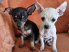 Adorable Chihuahua Fully vaccinated 1