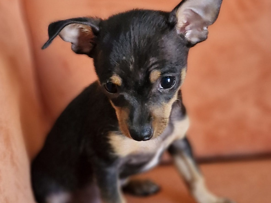 Adorable Chihuahua Fully vaccinated 2