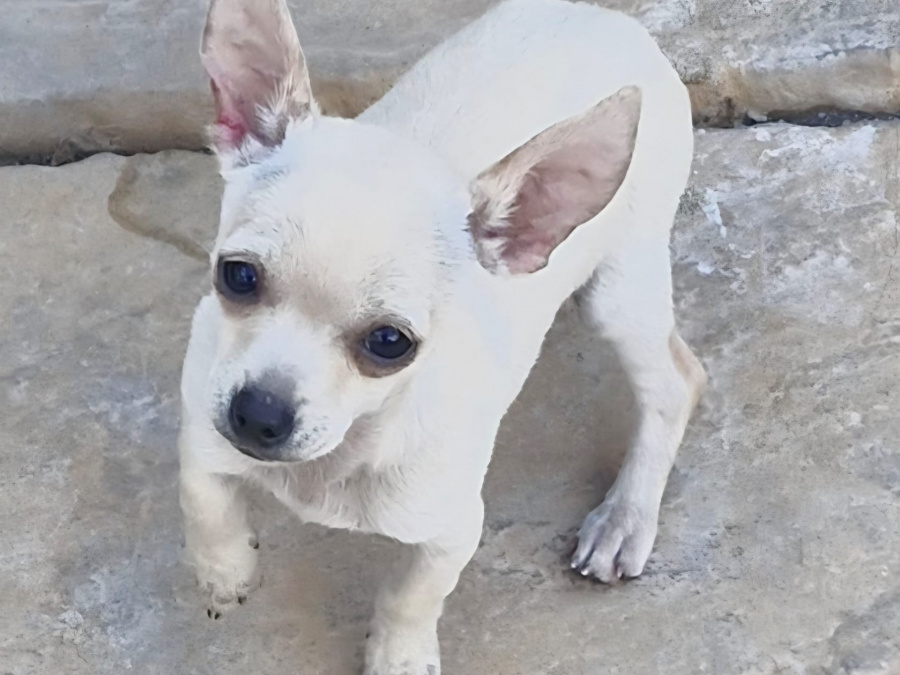 Adorable Chihuahua Fully vaccinated 3