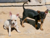 Adorable Chihuahua Fully vaccinated 4