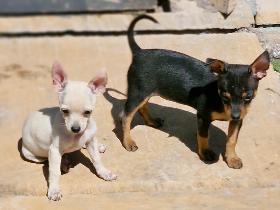 Adorable Chihuahua Fully vaccinated 4