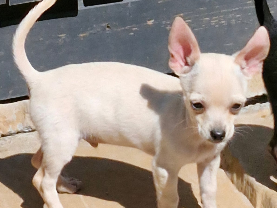 Adorable Chihuahua Fully vaccinated 5