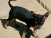 Adorable Chihuahua Fully vaccinated 6
