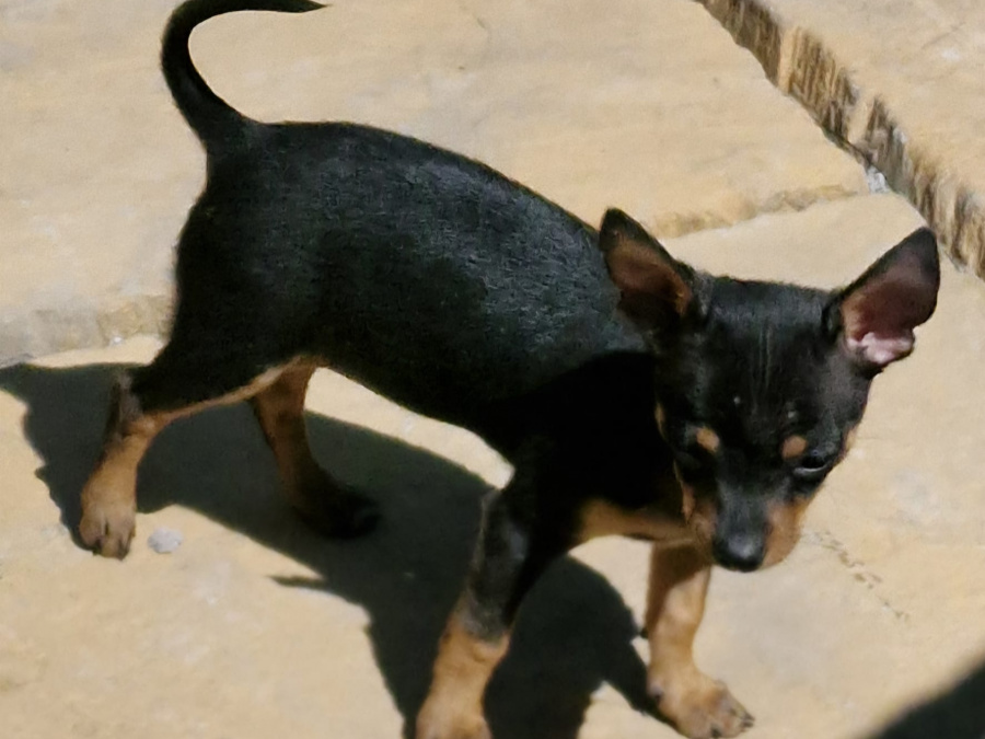 Adorable Chihuahua Fully vaccinated 6
