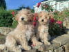 Poochon puppies 2