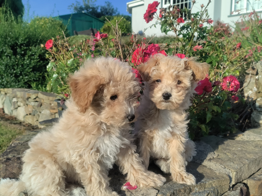 Poochon puppies