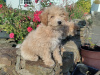 Poochon puppies 3